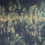 Autumn leaves at night